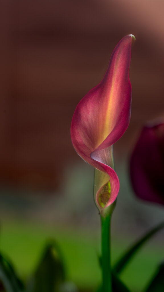 Maroon Fluted Calla Lily Fine Art Photography