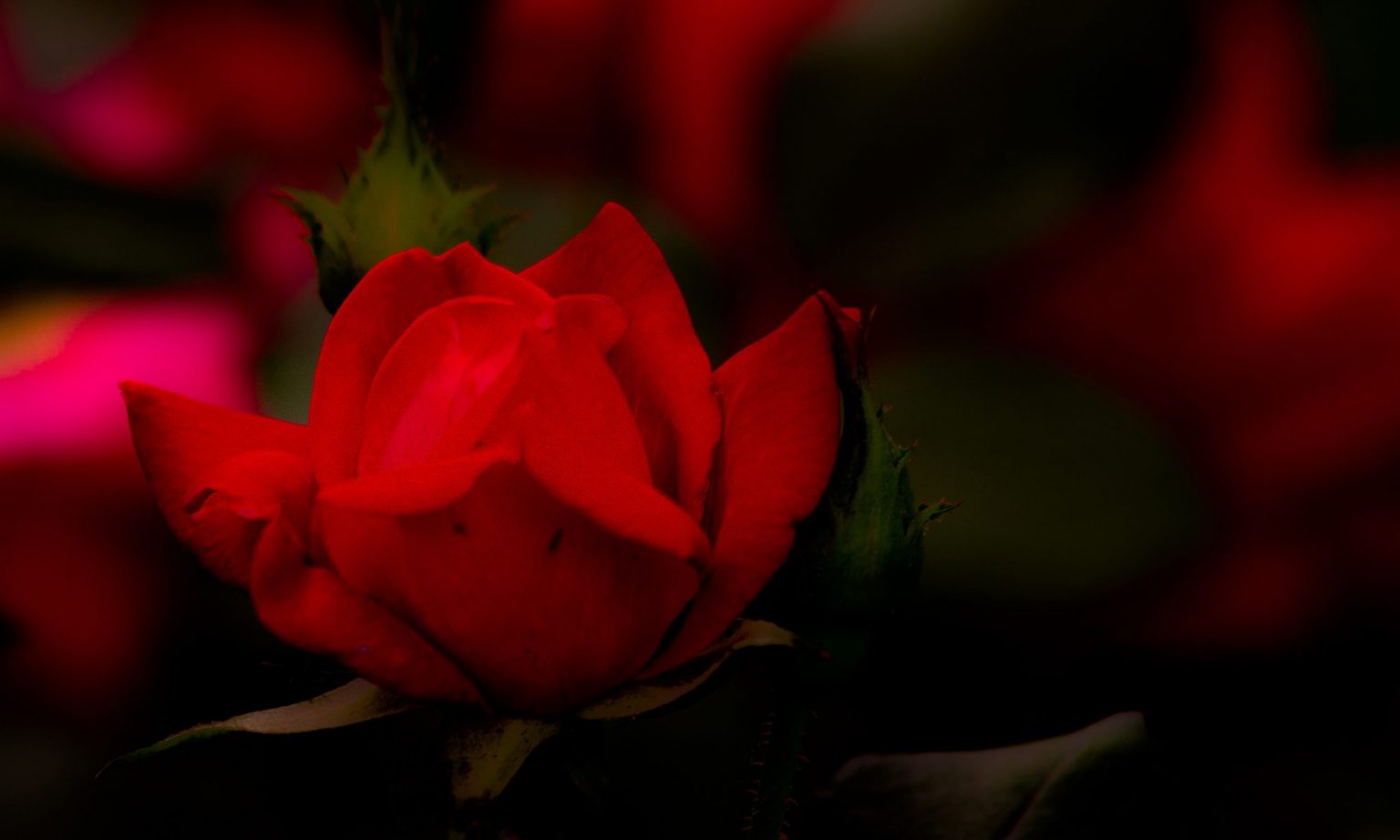Special Occasion and Event Photographer Houston Texas