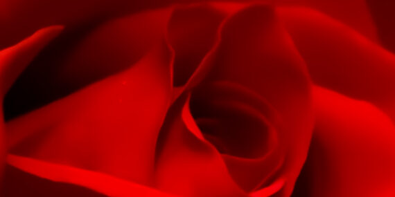 Greg Wenzel Gallery Home Page Red Rose Houston Fine Art Photography